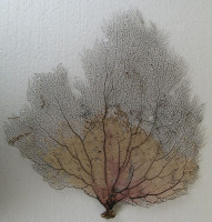 Gorgonia flabellum    (Gorgonie vějířovitá)